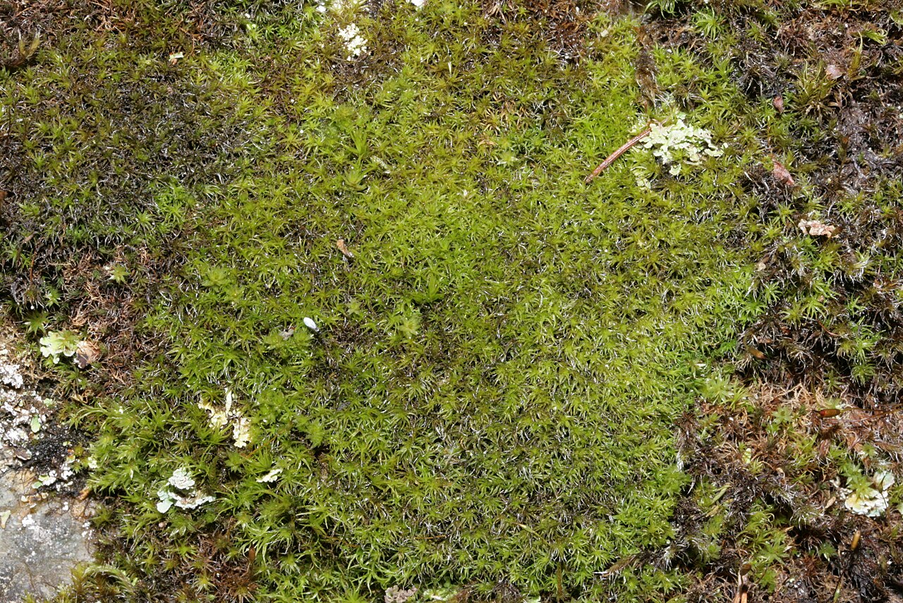 Grimmia muehlenbeckii