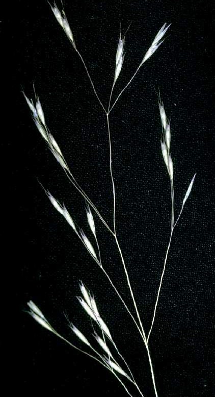 Deschampsia danthonioides