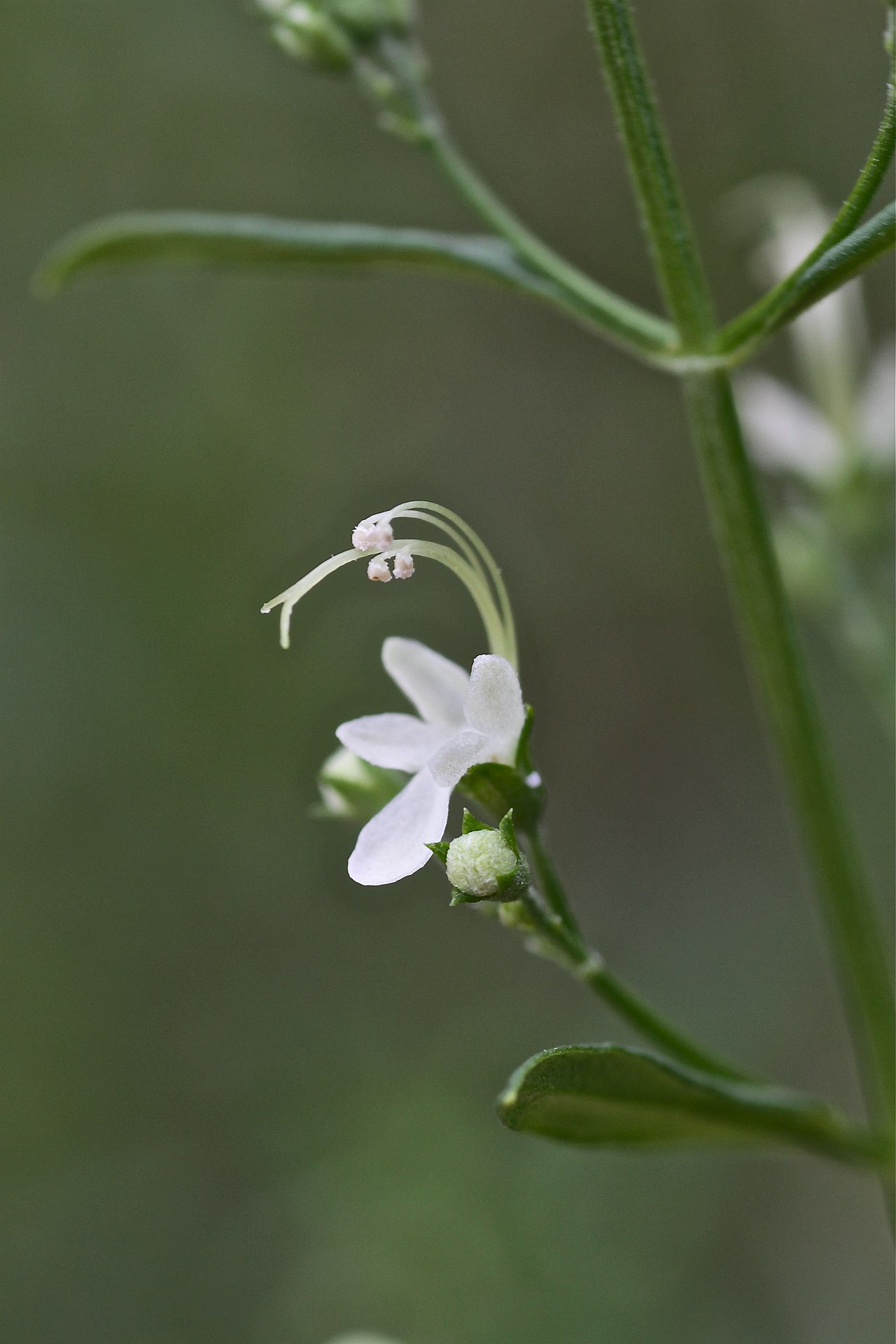 Teucrium kraussii
