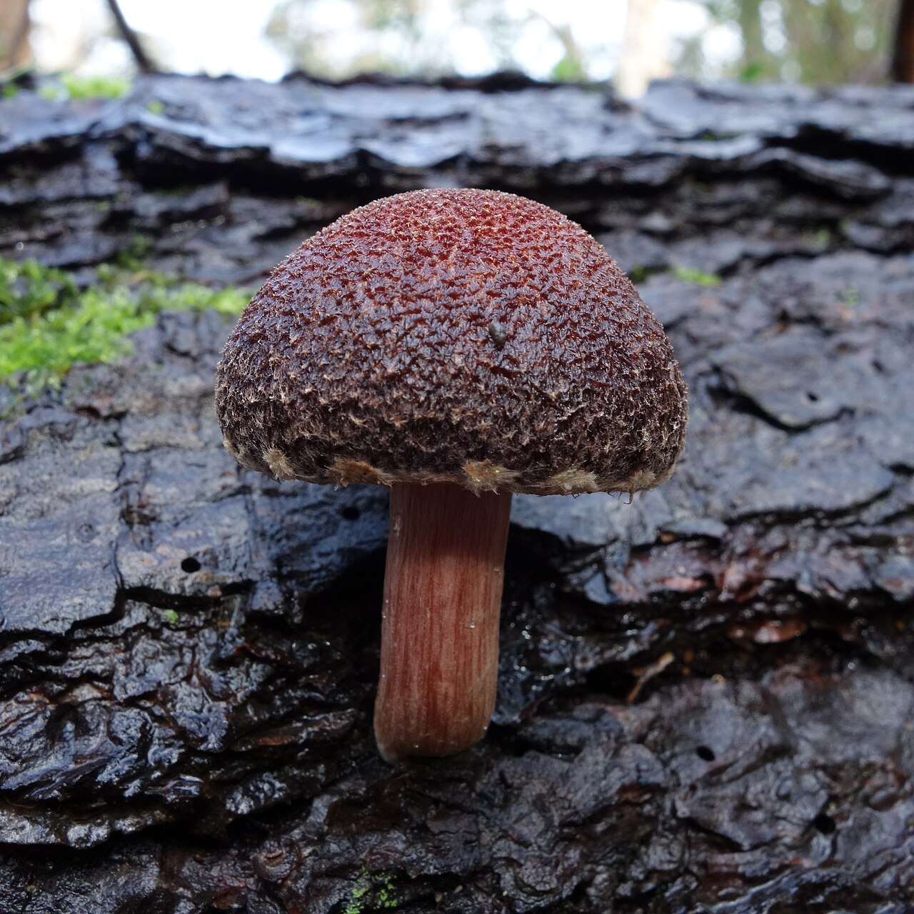 Gymnopilus dilepis