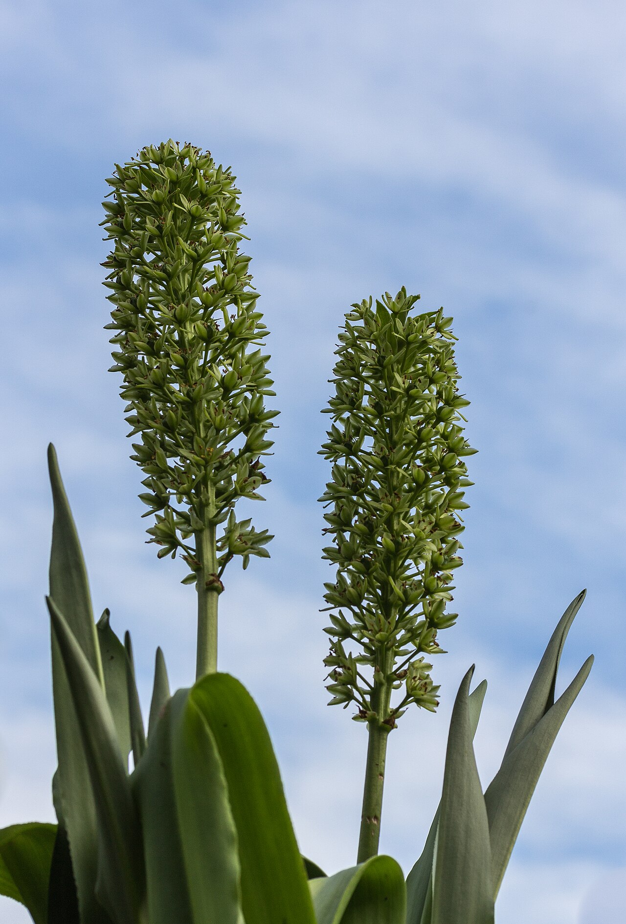 Eucomis pallidiflora