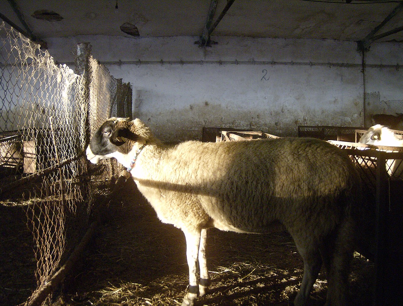Elin Pelin Sheep