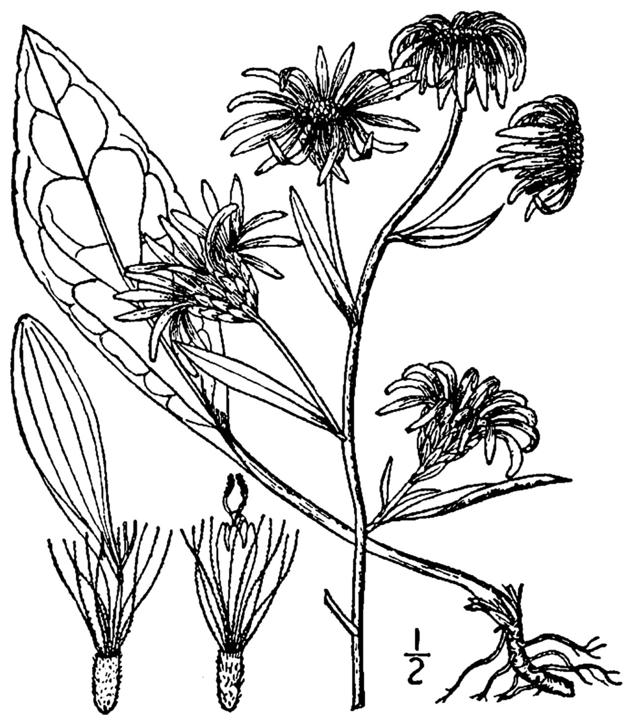 Eastern showy aster