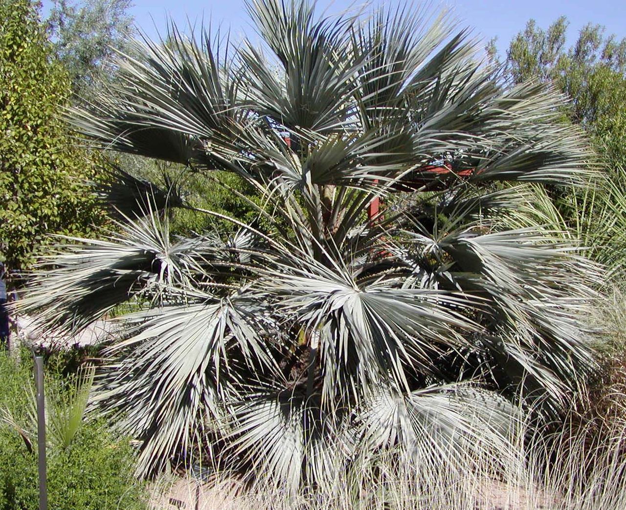 Blue fan palm