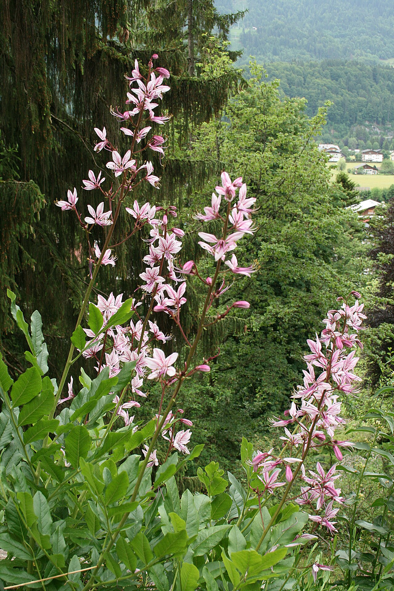Dictamnus angustifolius