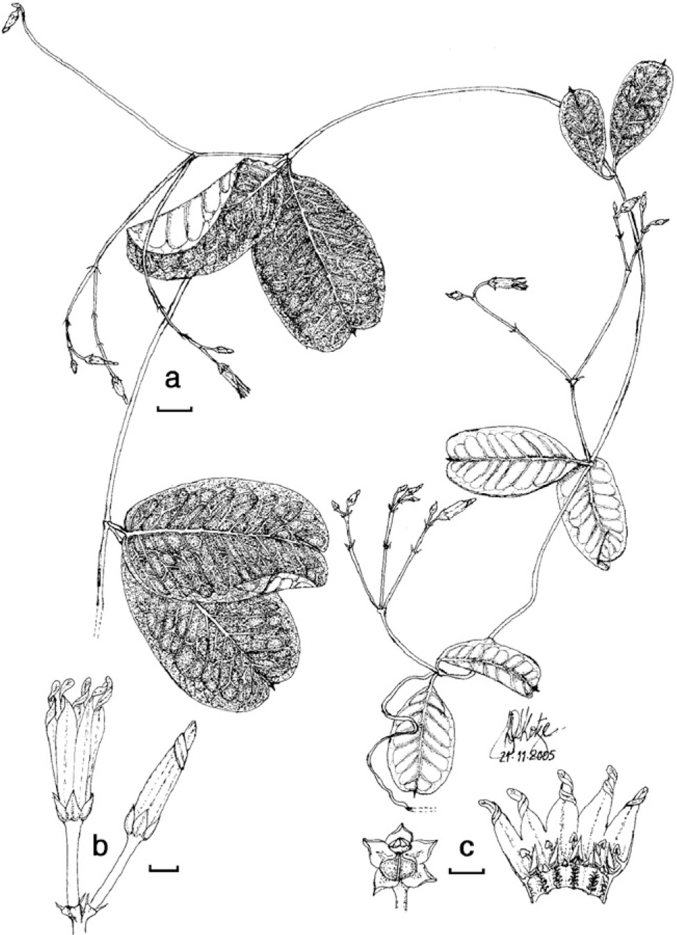 Cryptolepis edithae