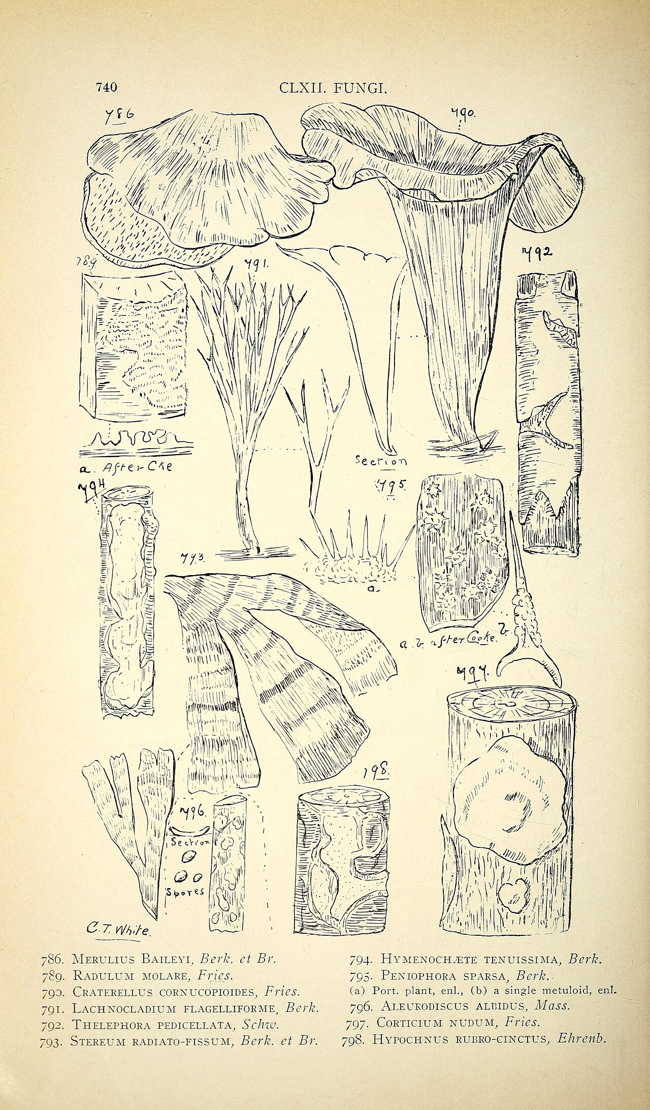 Clavaria coriacea