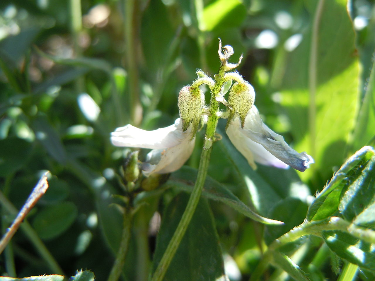 Astragalus alpinus