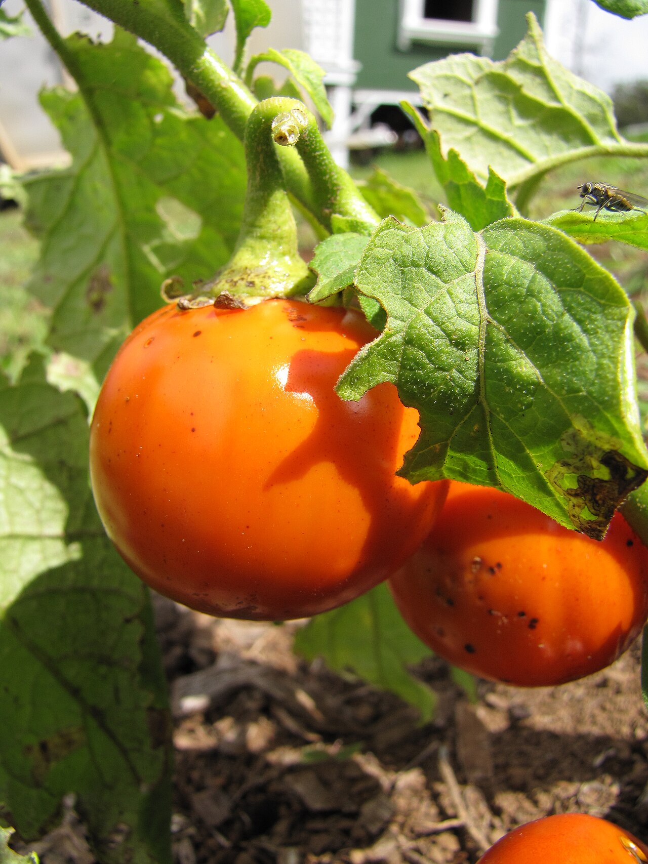 Solanum gilo