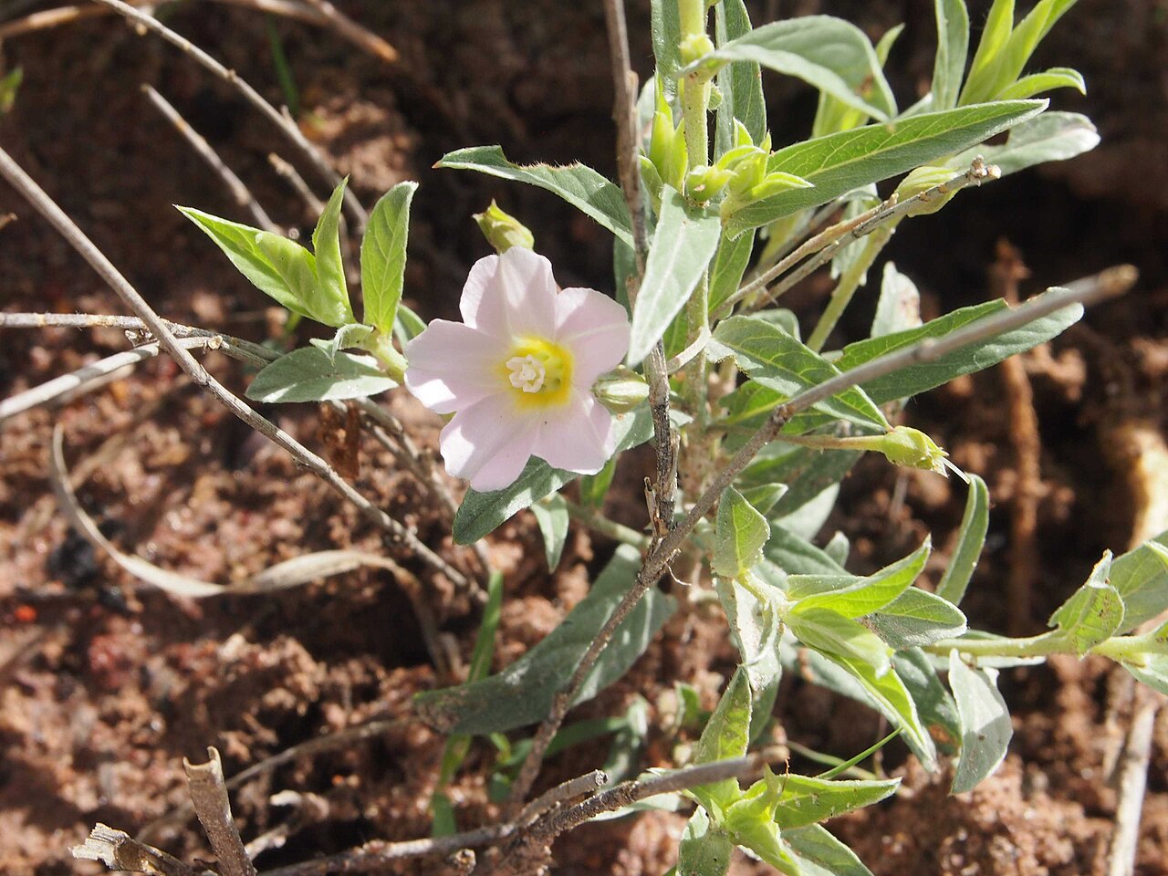 Polymeria longifolia