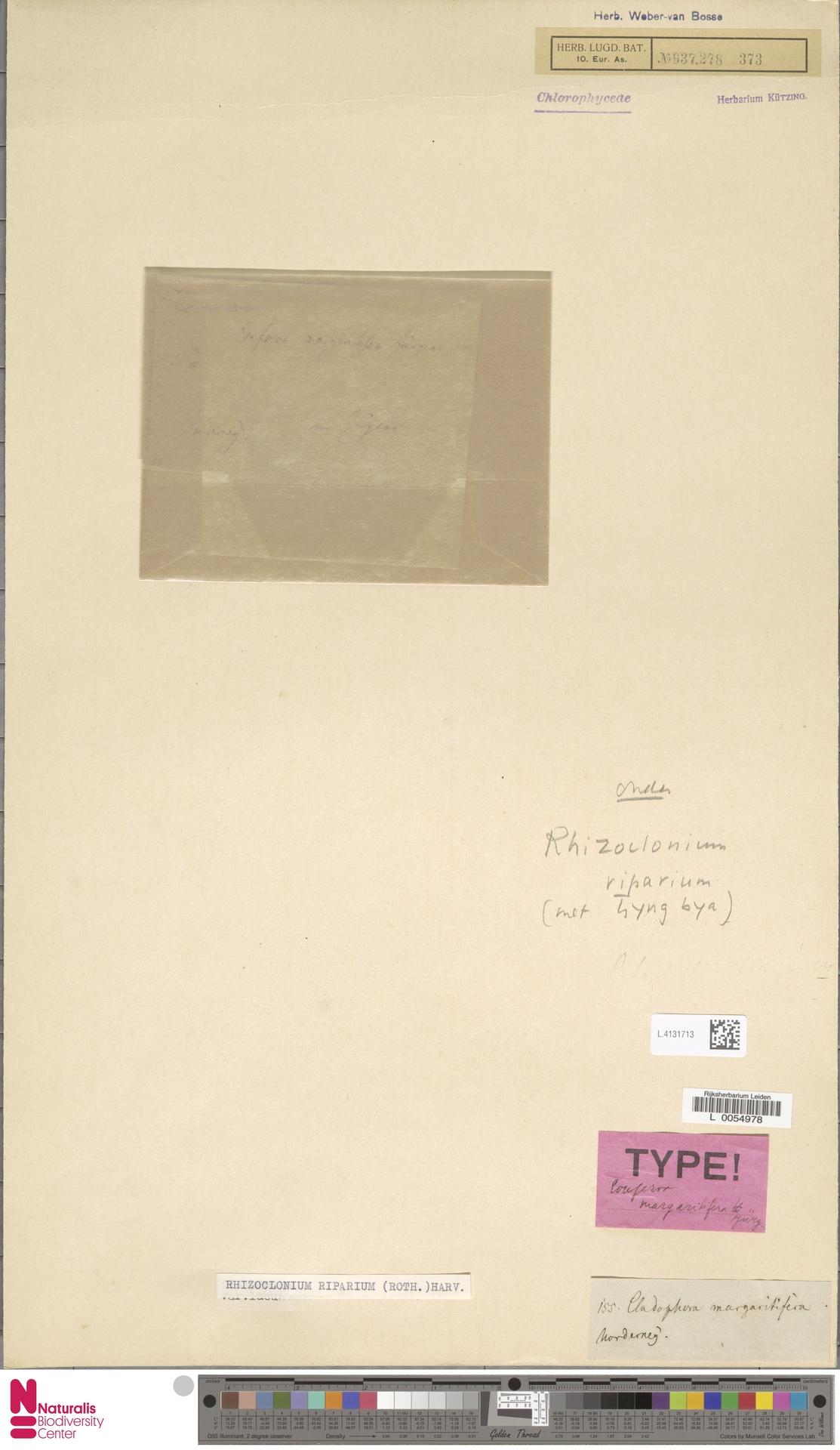Rhizoclonium riparium