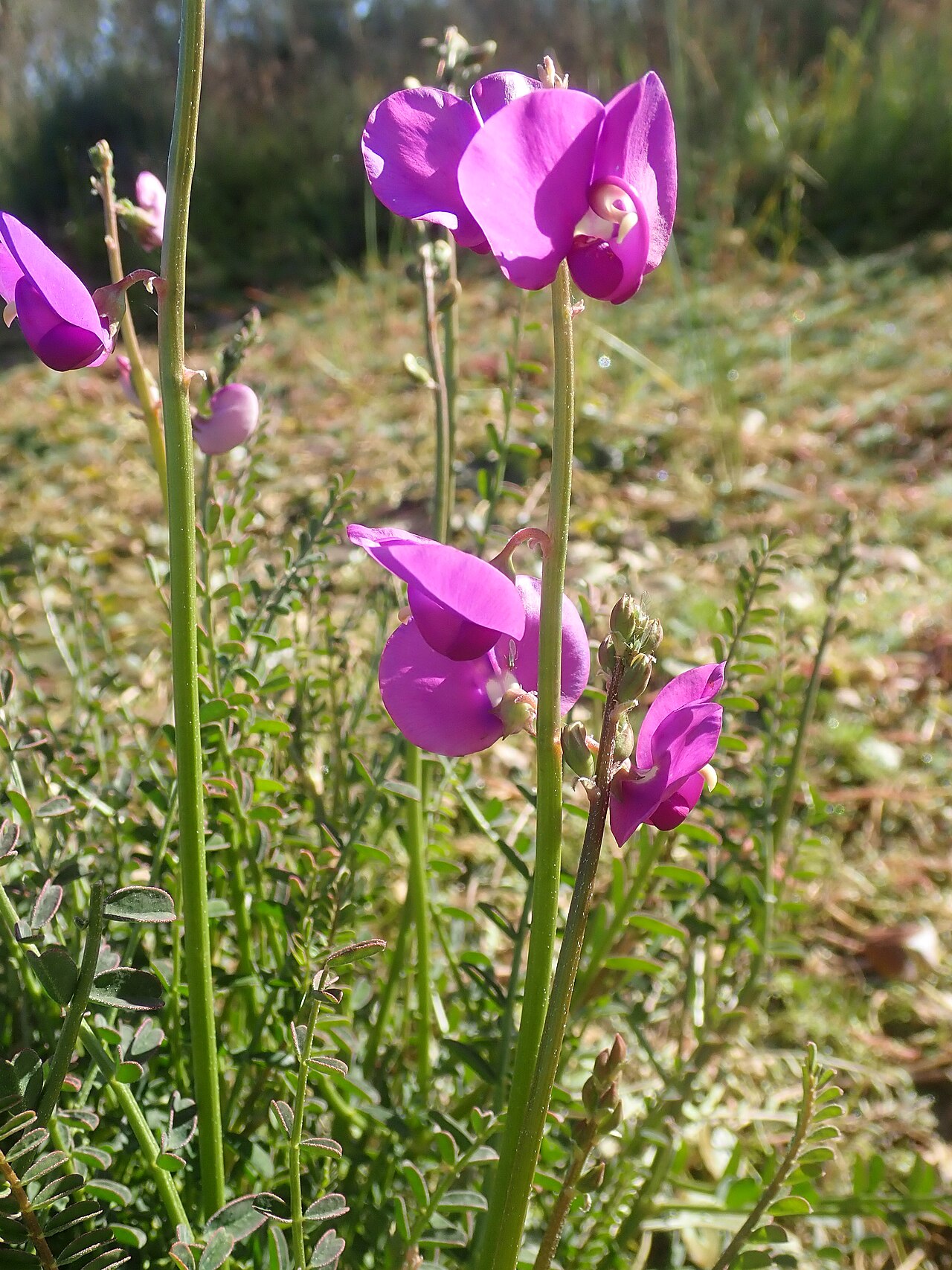 Swainsona procumbens
