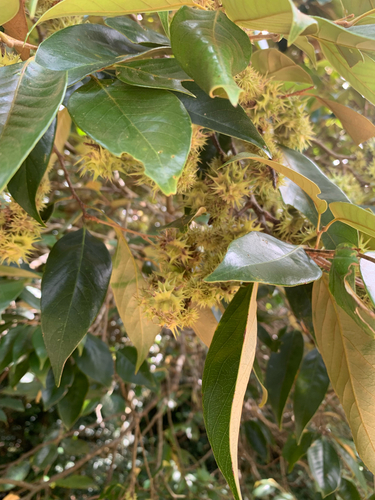 Castanopsis echidnocarpa