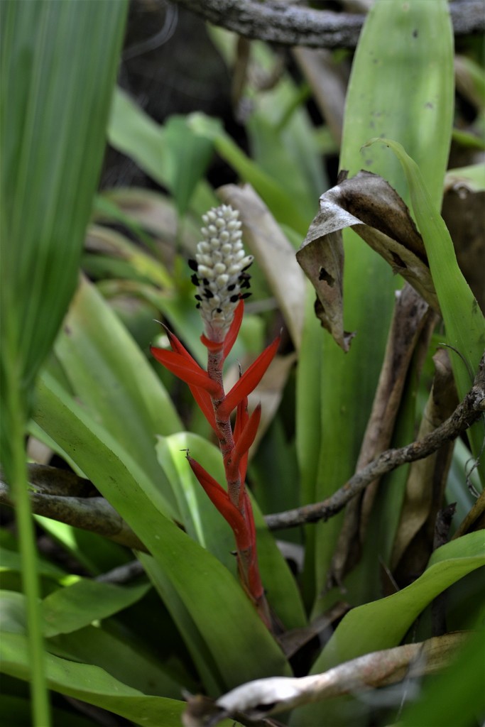 Aechmea alba