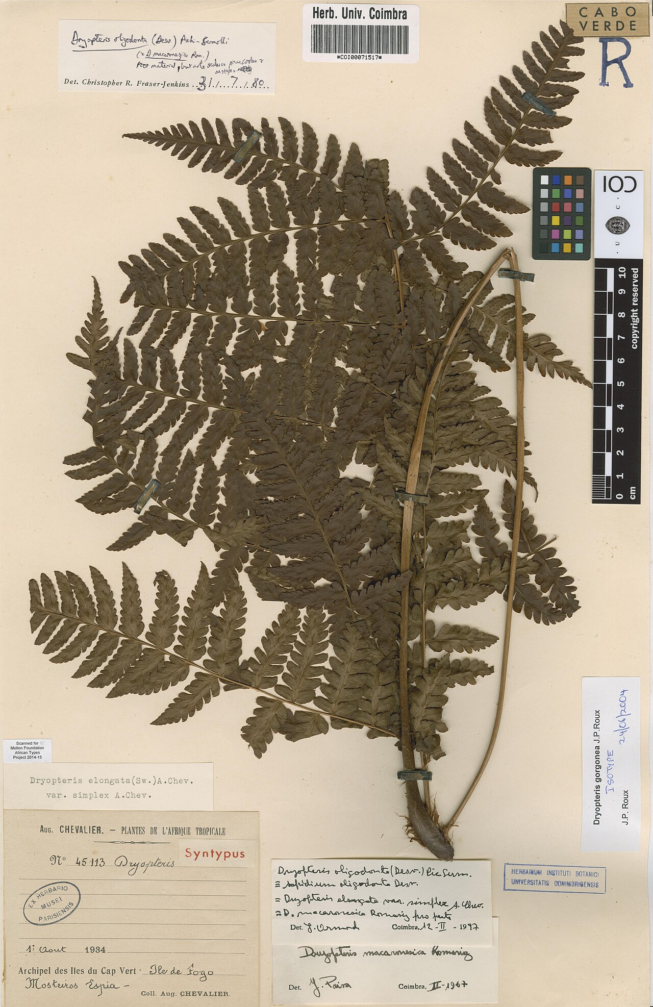 Dryopteris gorgonea