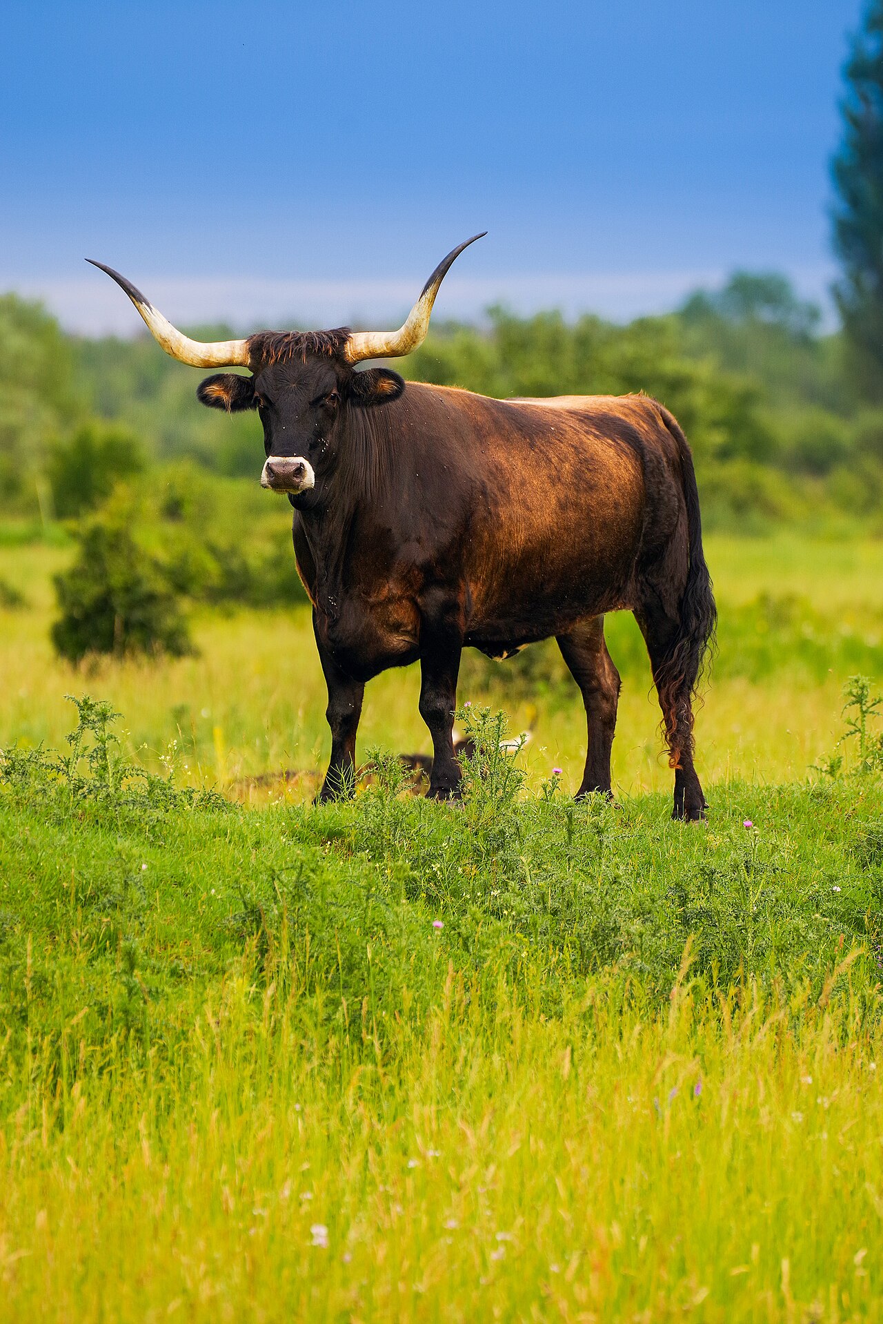 tauros
