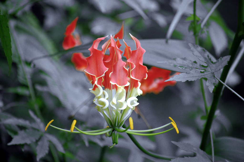 Gloriosa superba