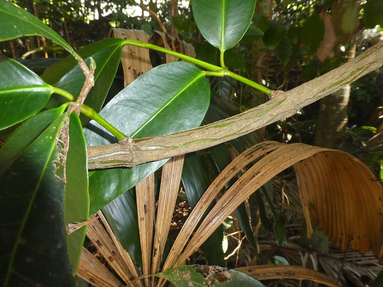 Garcinia dulcis