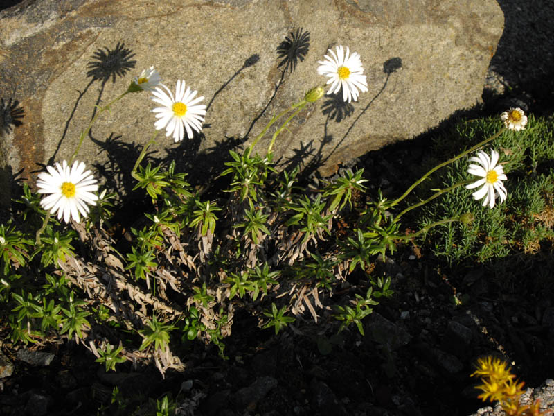 Celmisia webbiana