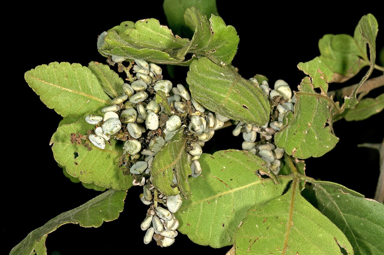 Searsia tenuinervis