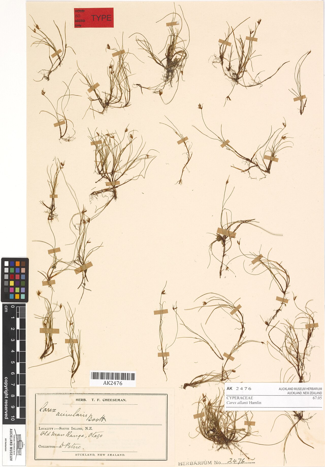 Carex allanii