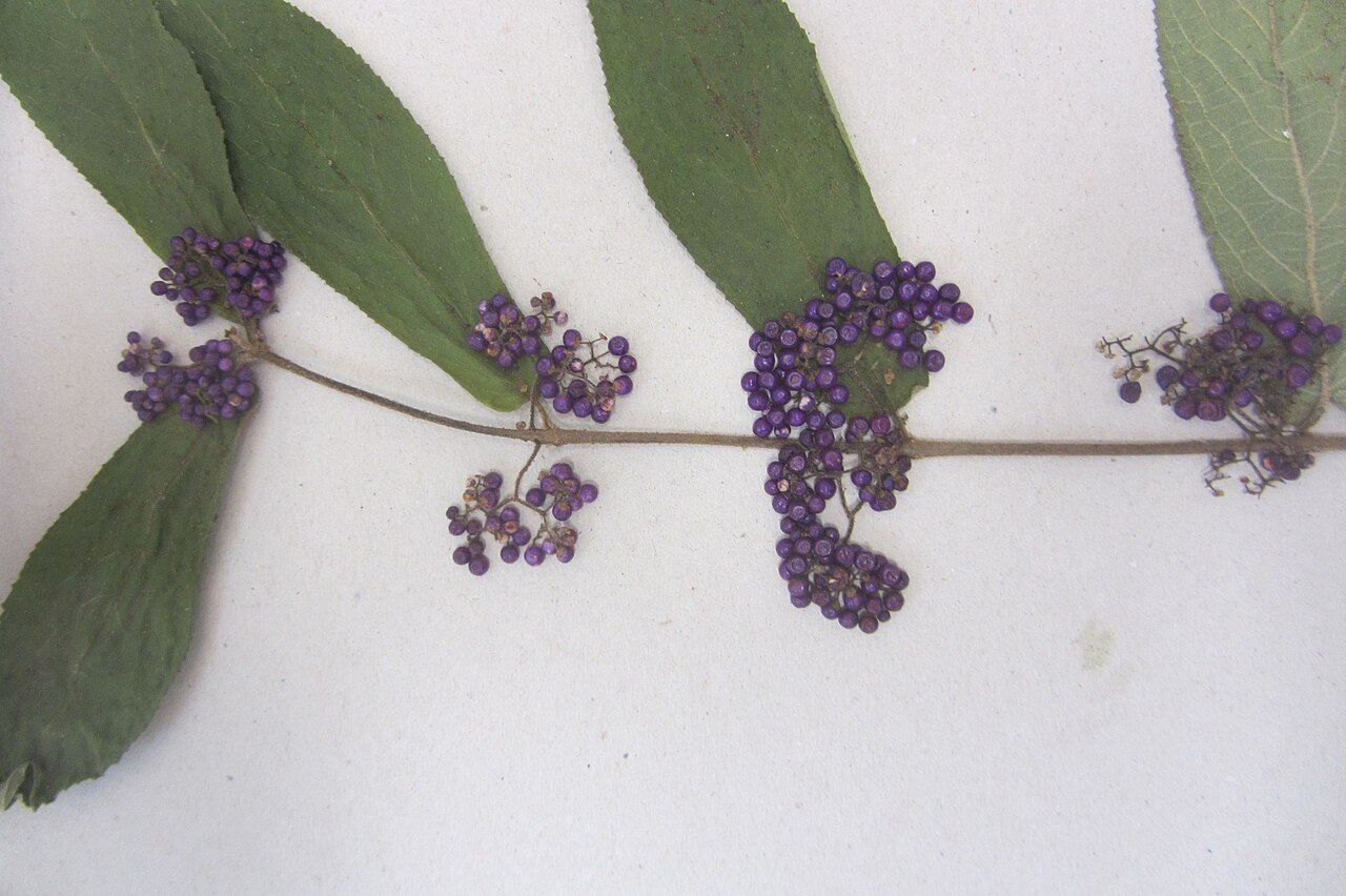 Callicarpa rubella