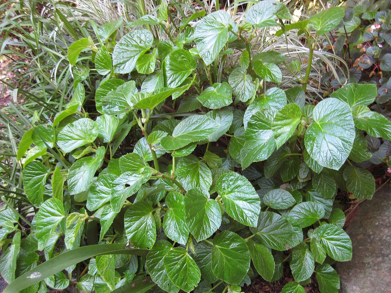 Begonia alnifolia