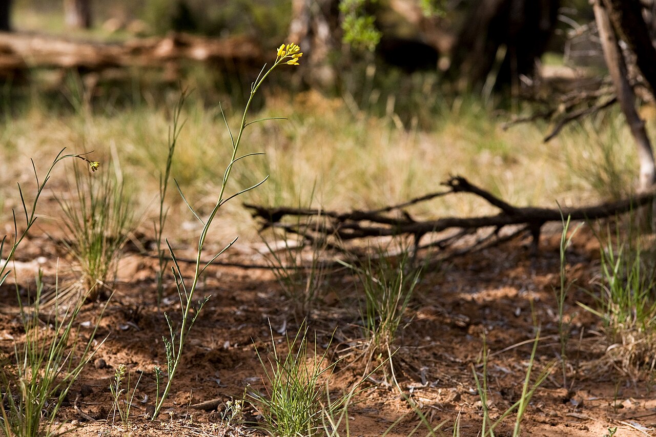 Sisymbrium linifolium