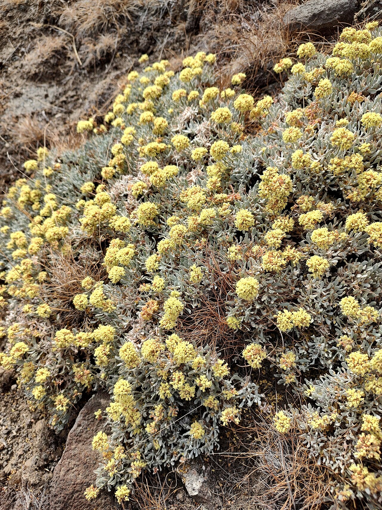 Eriogonum codium