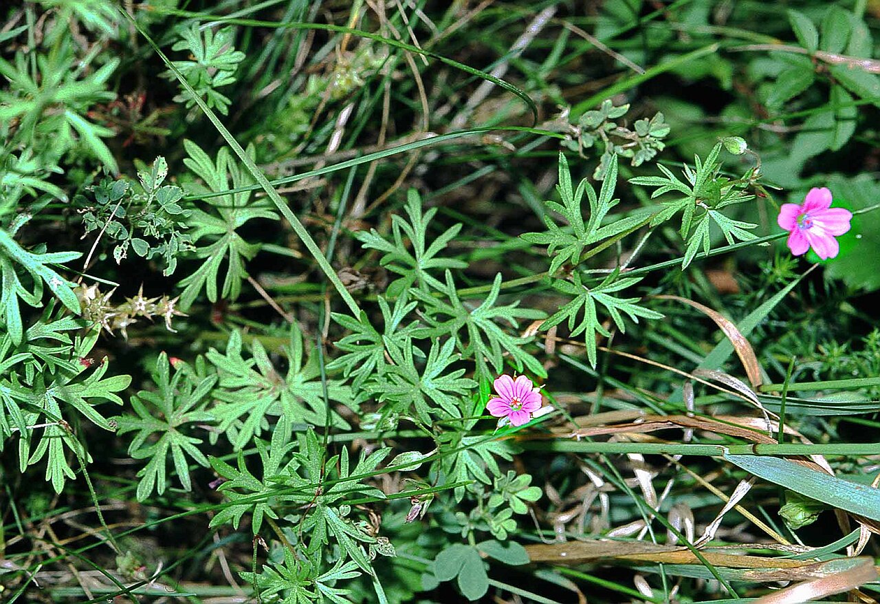 Geranium columbinum