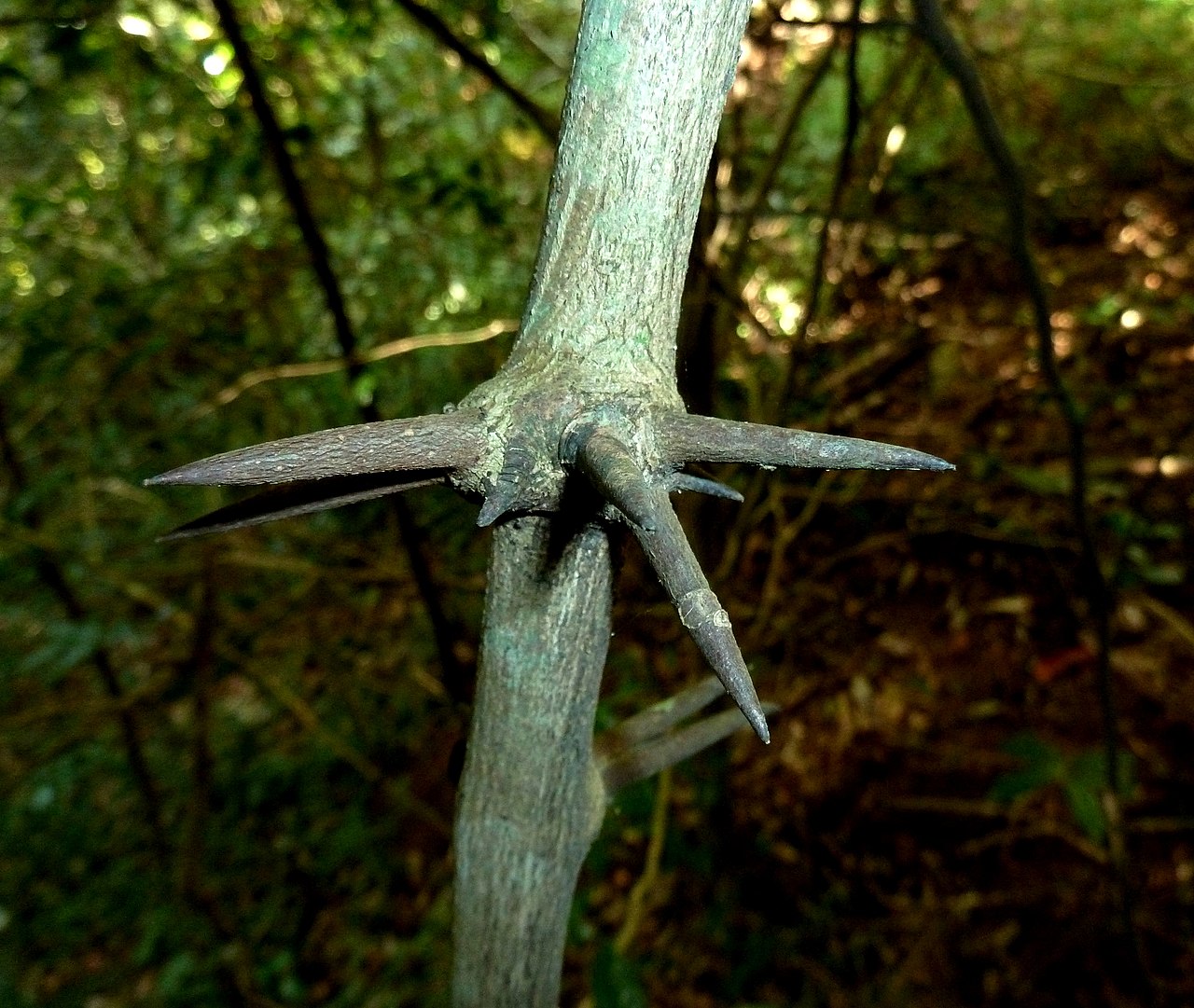 Dalbergia armata