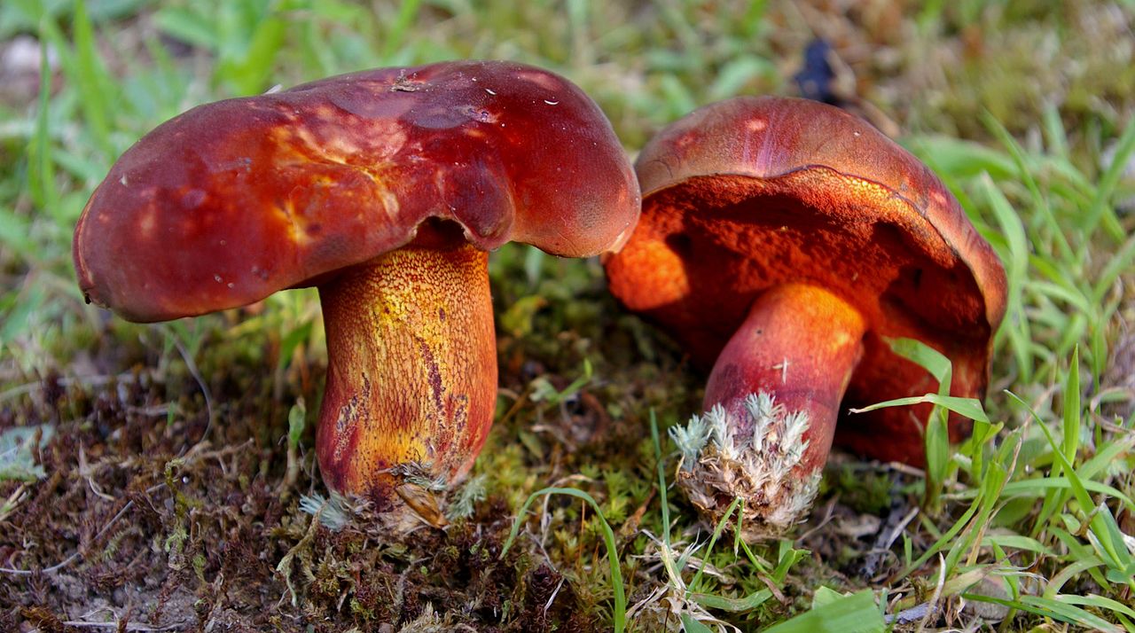 Boletus rubroflammeus