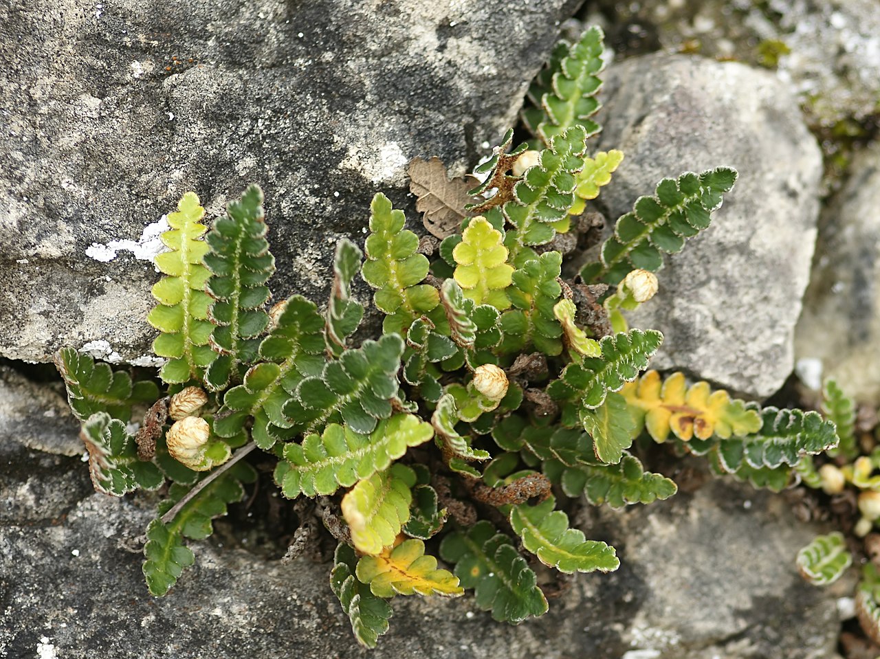 Rustyback fern