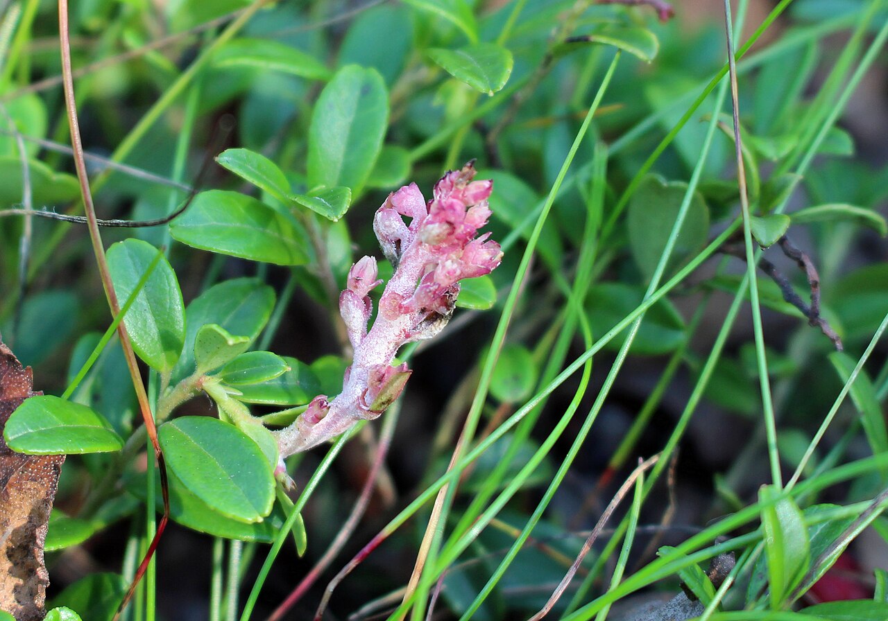 Exobasidium juelianum
