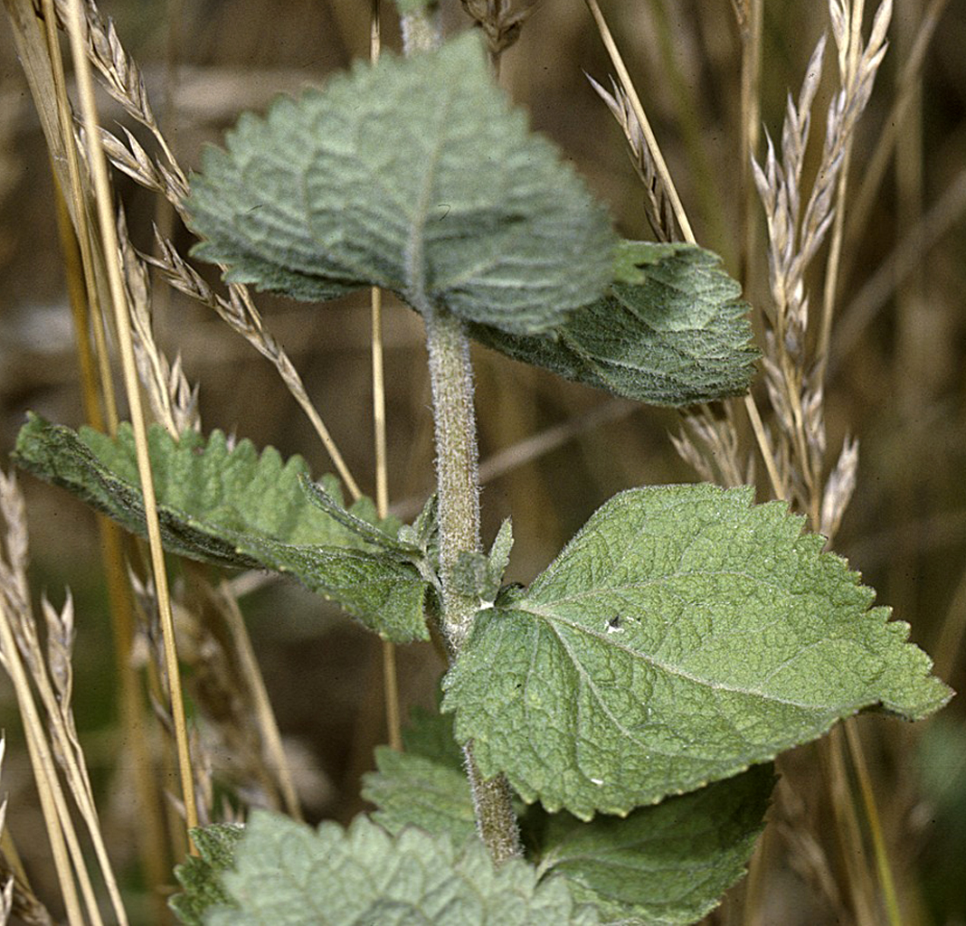 Eupatorium rotundifolium