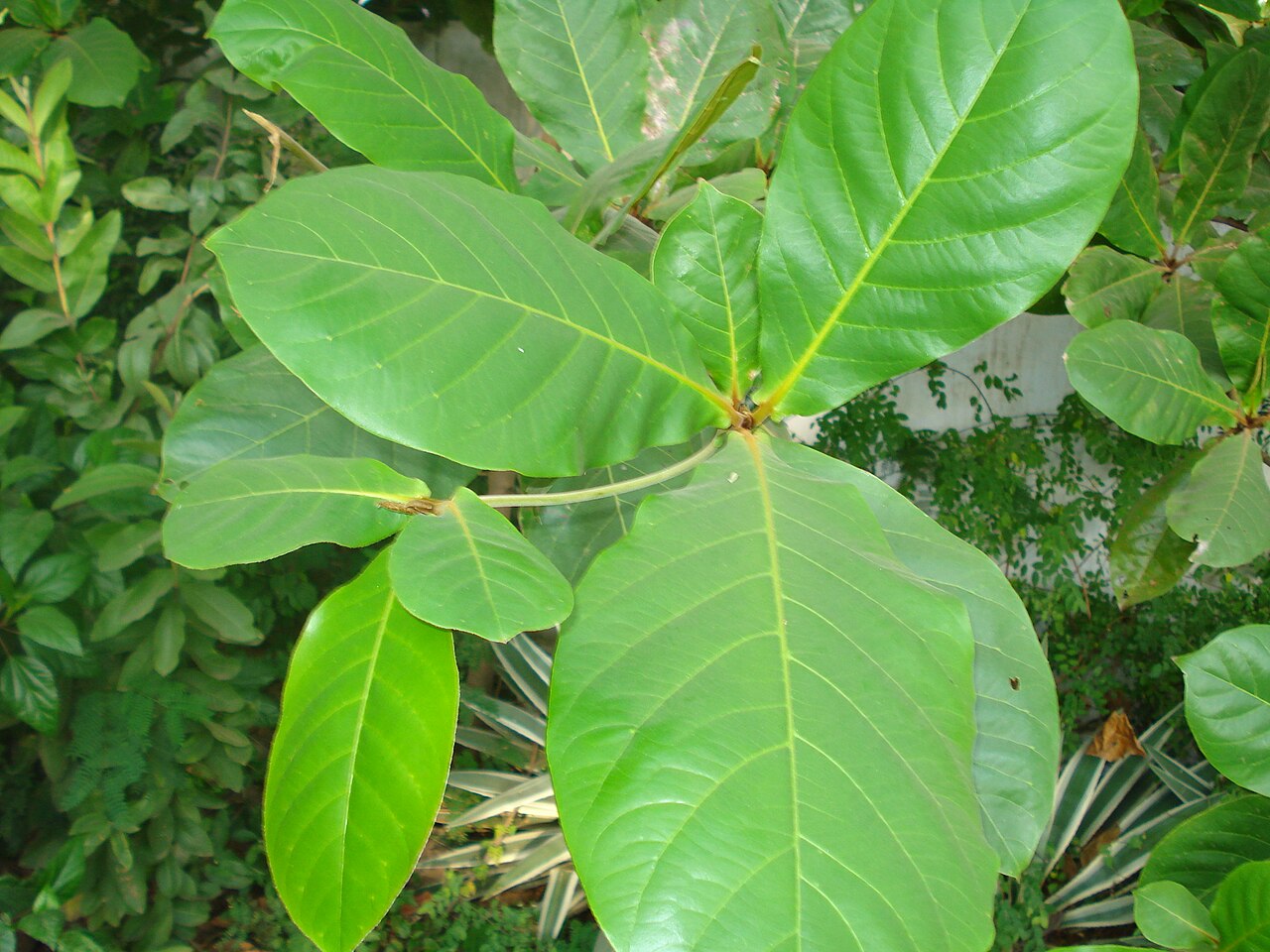 Gardenia latifolia
