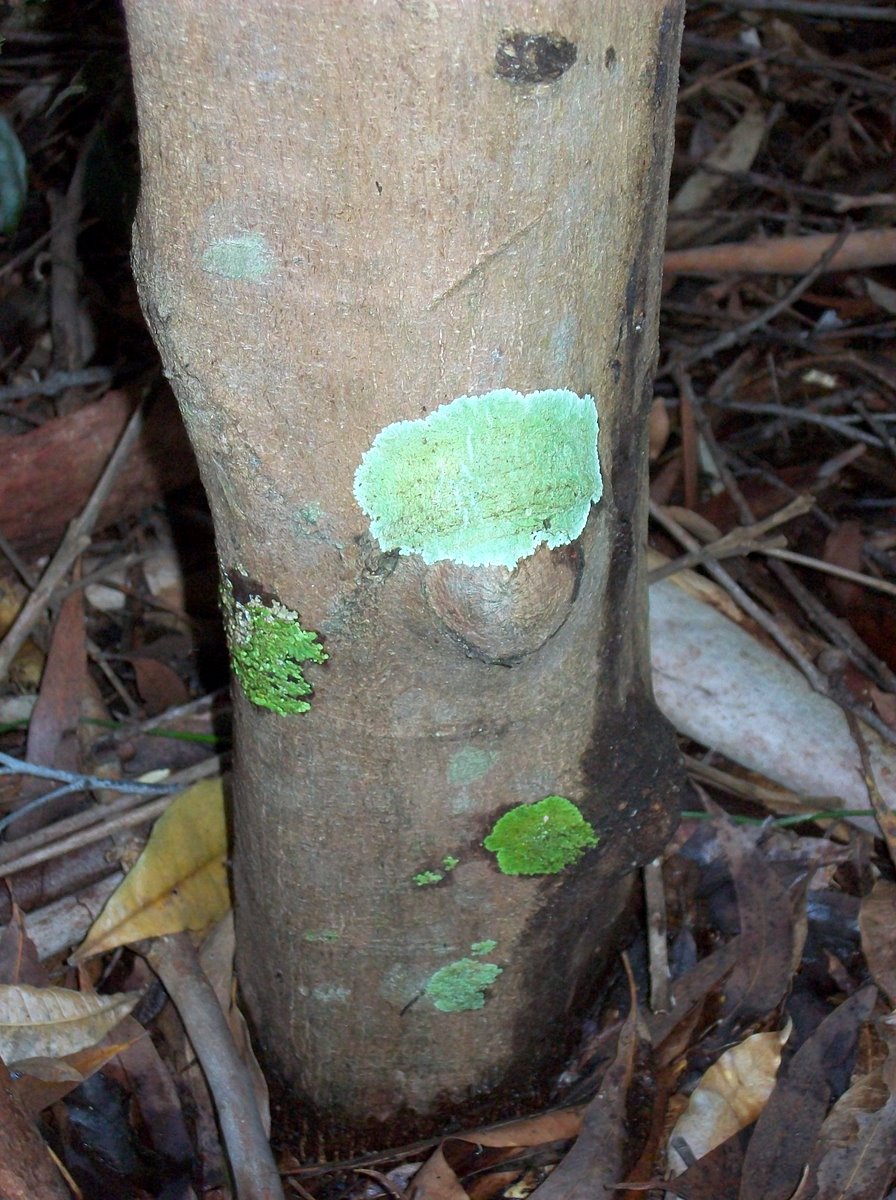 Acronychia pubescens