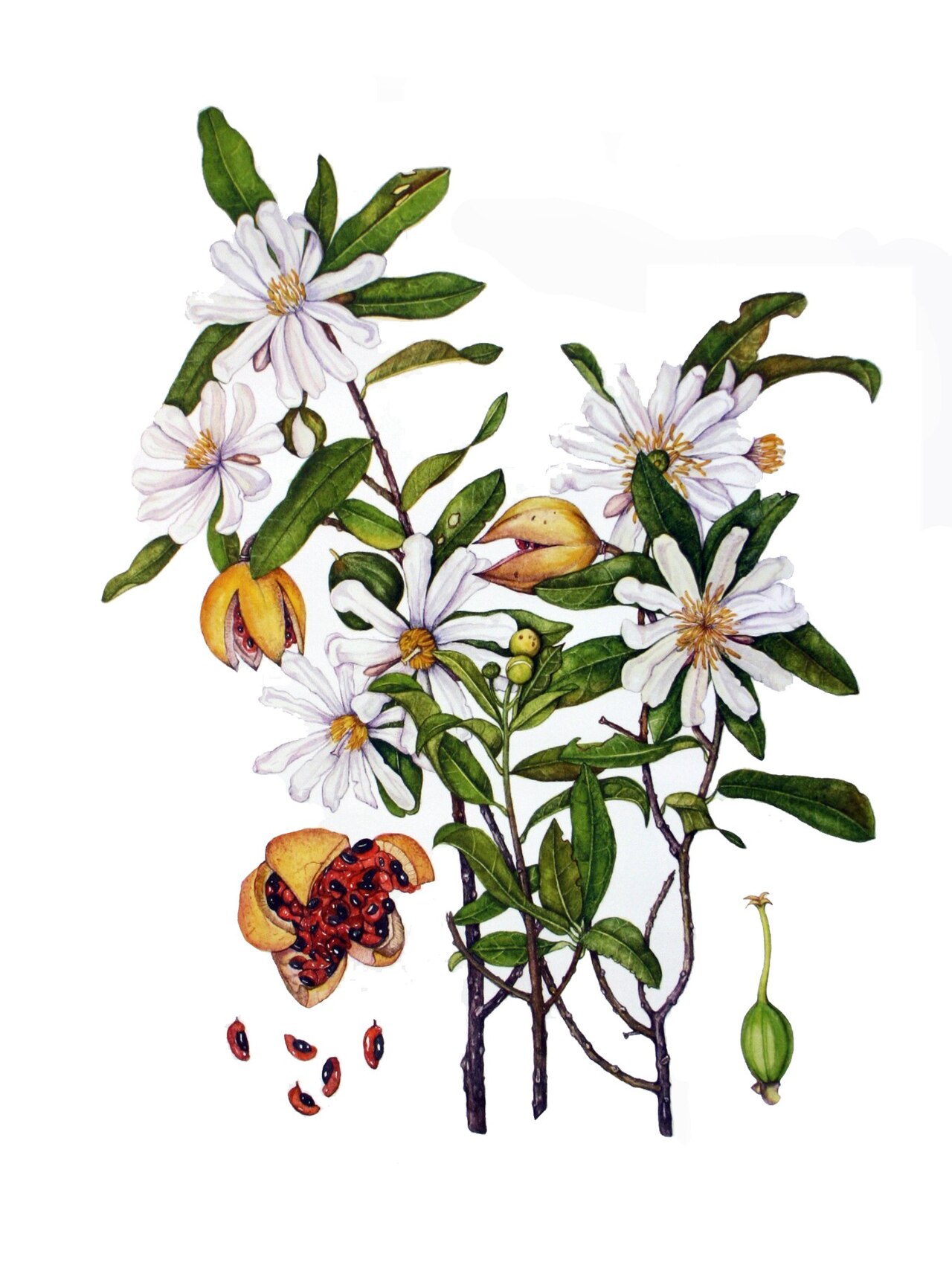 Xylotheca kraussiana