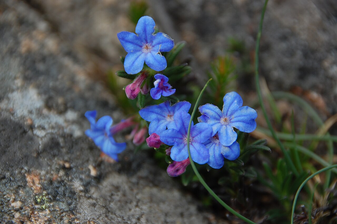 Glandora prostrata