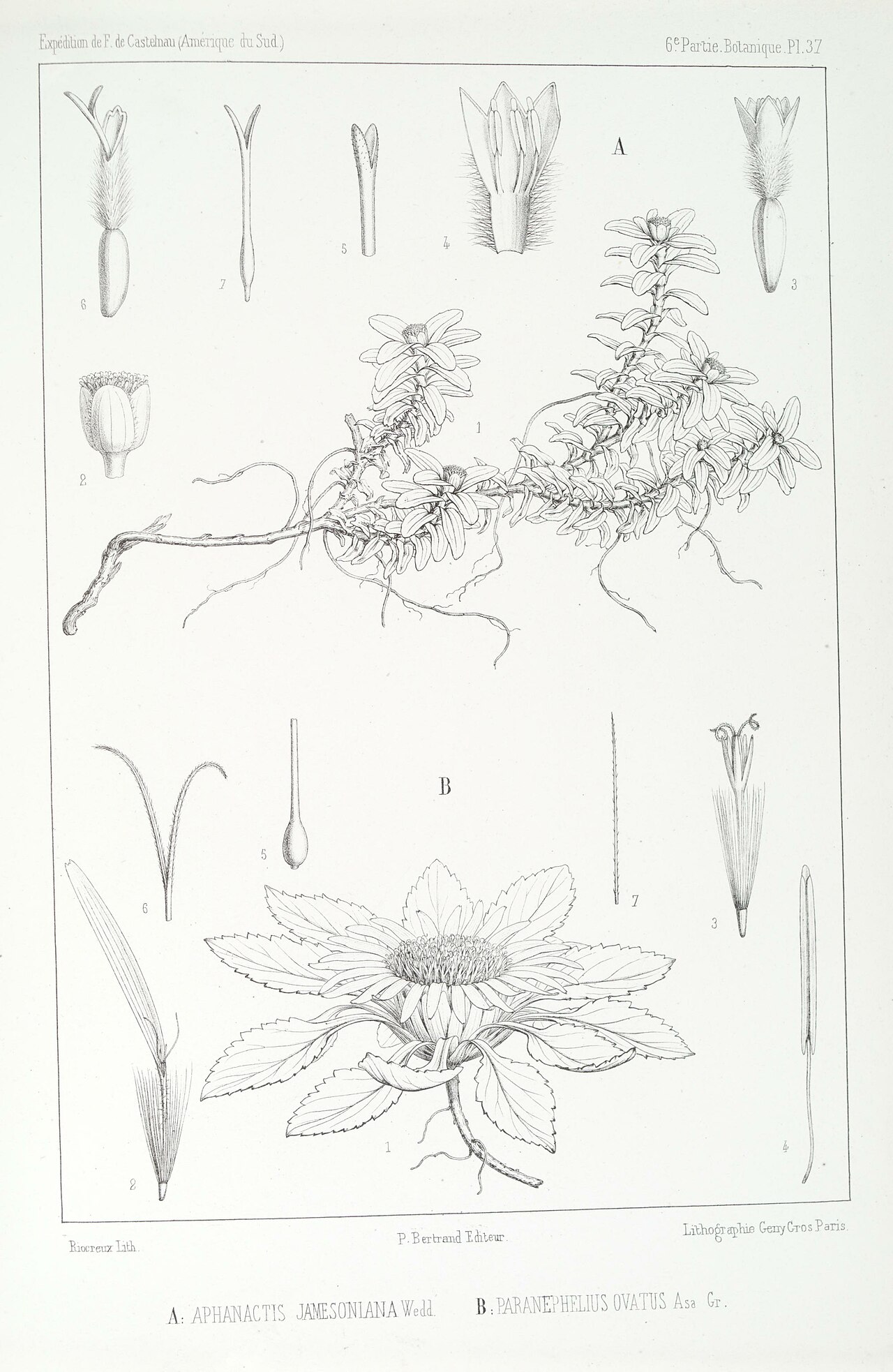 Aphanactis jamesoniana