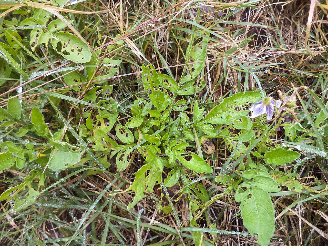 Solanum commersonii