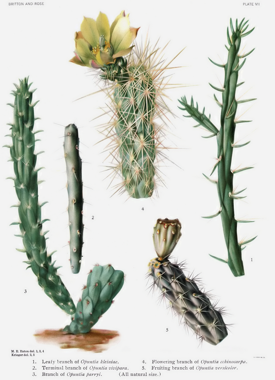 Cylindropuntia arbuscula