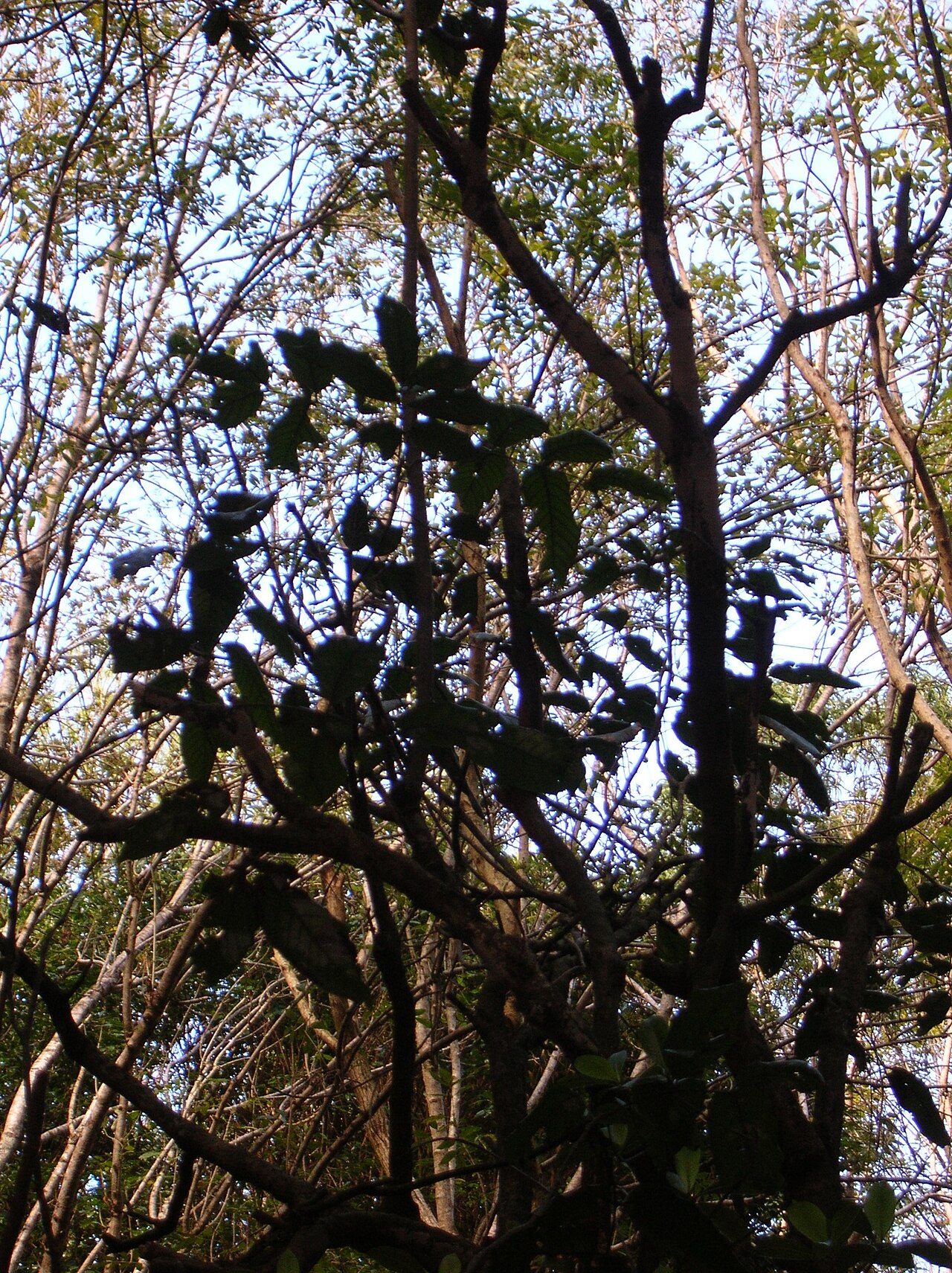 Alectryon macrococcus