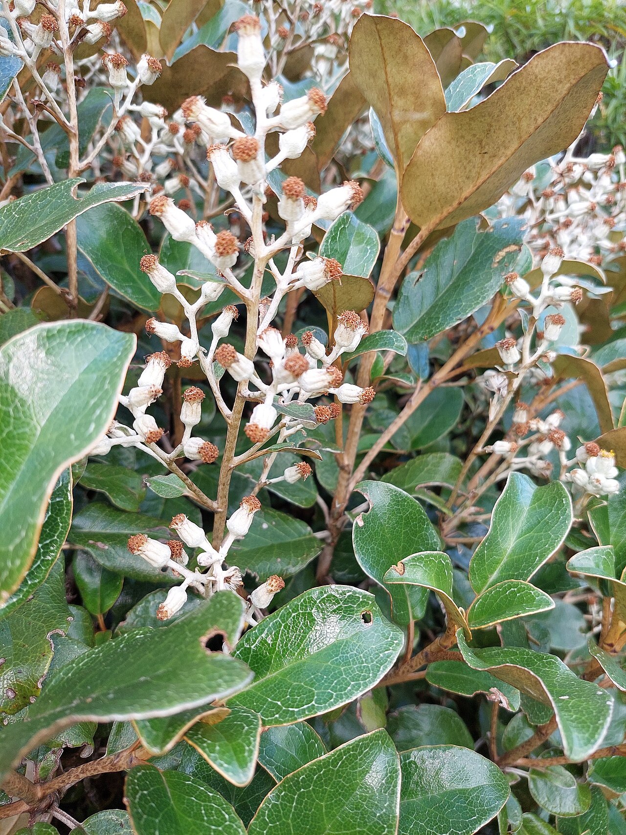 Brachyglottis elaeagnifolia