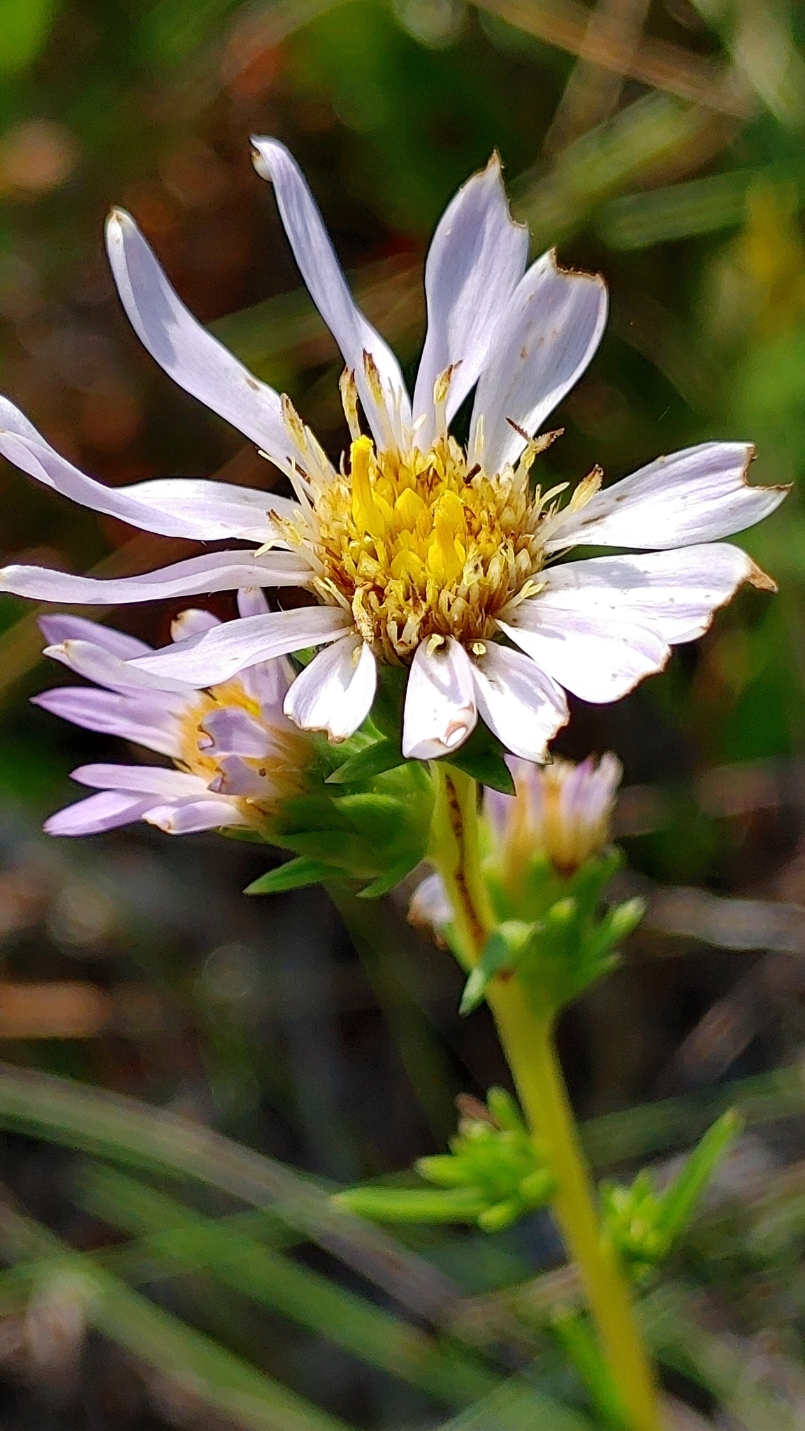 Eurybia spinulosa