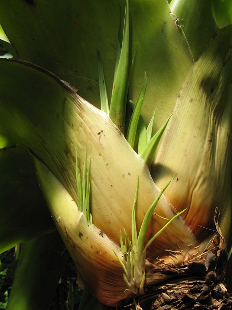 Alcantarea edmundoi