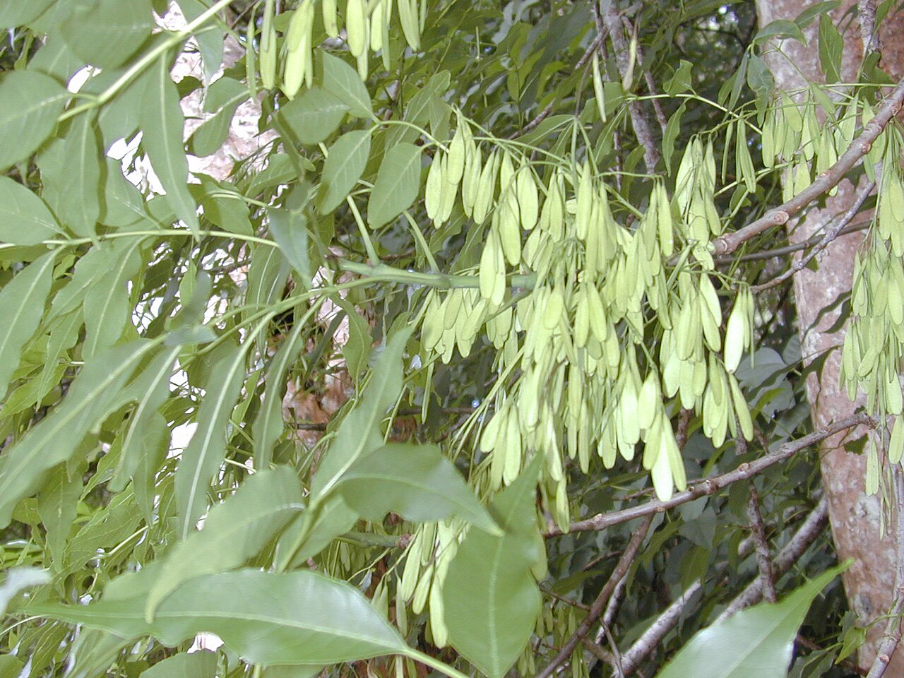 Tropical ash or Shamel ash