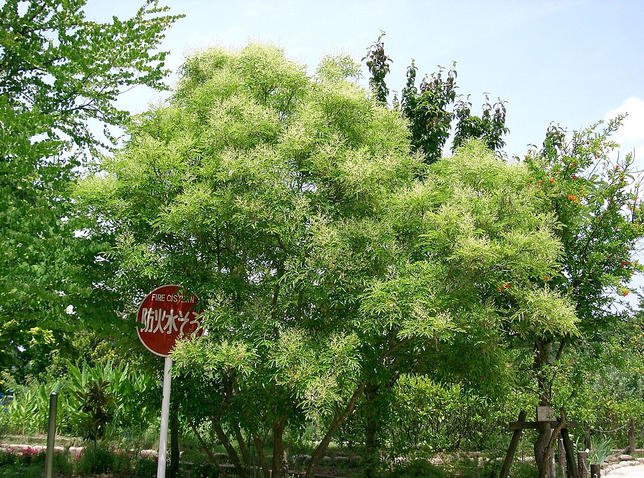 Fraxinus japonica