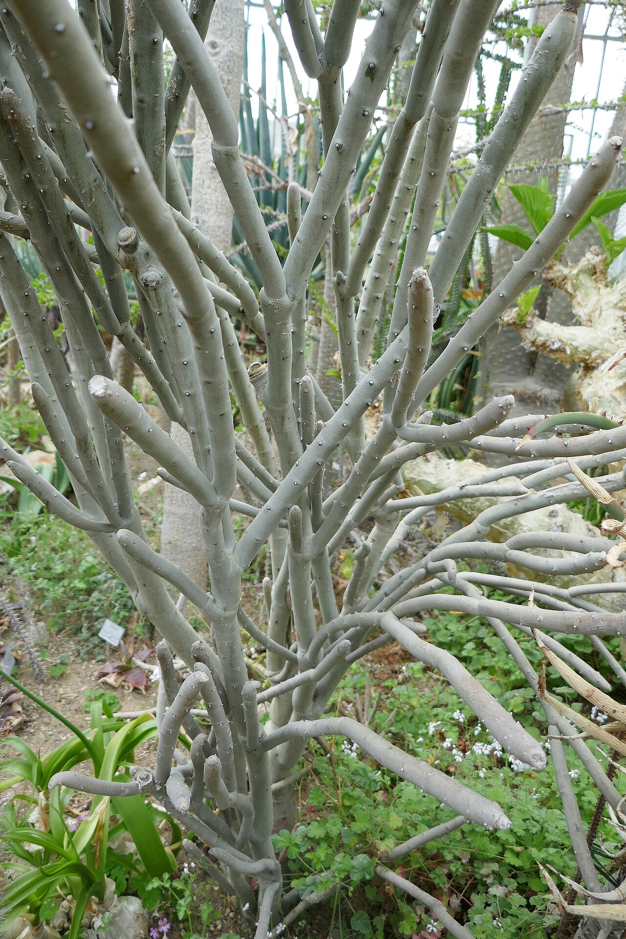 Dense alluaudia or Boers' umbrella