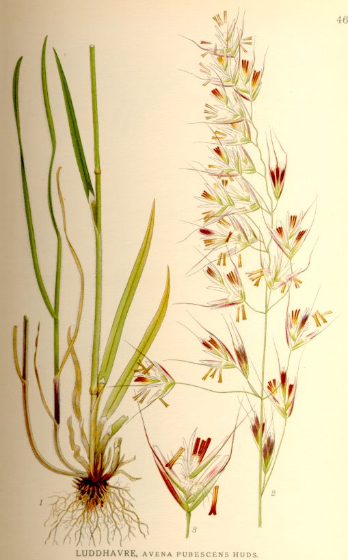 Helictotrichon pubescens